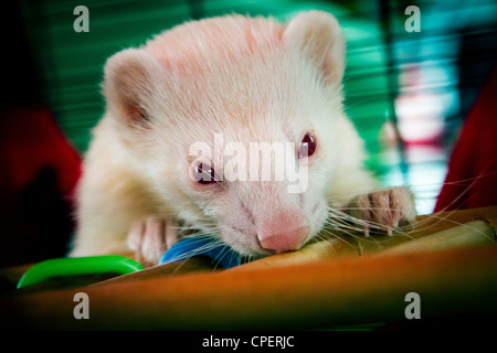 Red eyed Albino Frettchen in einem Käfig auf der Hundeausstellung in Marbury Park, Northwich, Cheshire Stockfoto