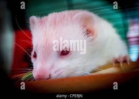 Red eyed Albino Frettchen in einem Käfig auf der Hundeausstellung in Marbury Park, Northwich, Cheshire Stockfoto