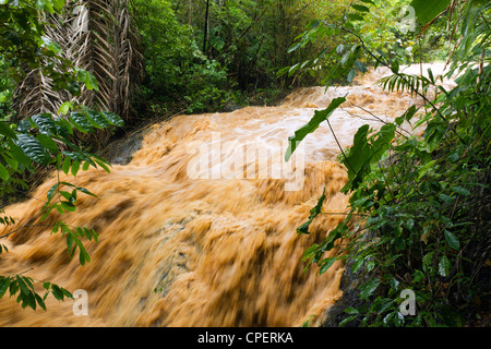 Schlamm und Wasser strömte ein Dschungel-Wasserlauf nach sehr starken Regenfällen. Auf der pazifischen Küste von Ecuador. Stockfoto