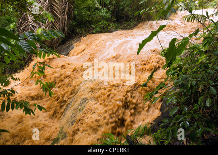 Schlamm und Wasser strömte ein Dschungel-Wasserlauf nach sehr starken Regenfällen. Auf der pazifischen Küste von Ecuador. Stockfoto