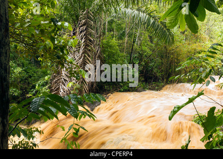 Schlamm und Wasser strömte ein Dschungel-Wasserlauf nach sehr starken Regenfällen. Auf der pazifischen Küste von Ecuador. Stockfoto