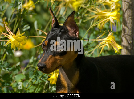 Zwergpinscher-Close up Stockfoto