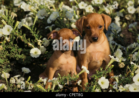 Zwei Miniatur Pinscher sitzen in Blumen Stockfoto