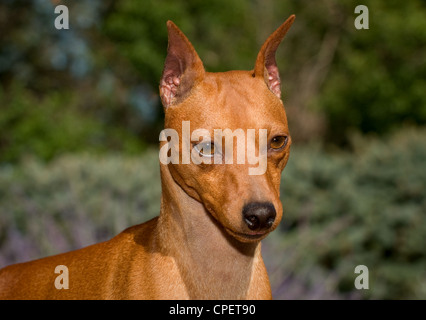 Zwergpinscher-Kopfschuss Stockfoto