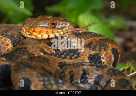 Nerodia sipedon (Nerodia sipedon) mit schwingender Zunge (Georgia, USA). Stockfoto