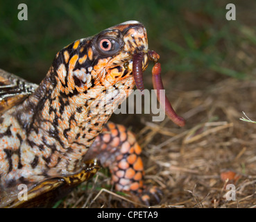 Östliche Kasten-Schildkröte (Terrapene Carolina) Essen ein Regenwurm (Georgia, USA). Stockfoto