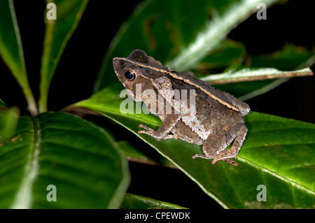 South American Common Toad, Blatt Kröte, Schädlingsbekämpfer Margaritifera, Verfassung Regenwald, Yasuni-Nationalpark in Ecuador Stockfoto