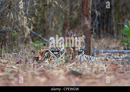 Telia Tigerin Cubs ruhen in Tadoba Wald, Indien. (Panthera Tigris) Stockfoto