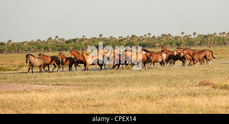 Criollo Pferde Wilder wilder Cowboy Südamerika Stockfoto