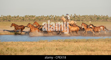Criollo Pferde Wilder wilder Cowboy Südamerika Stockfoto