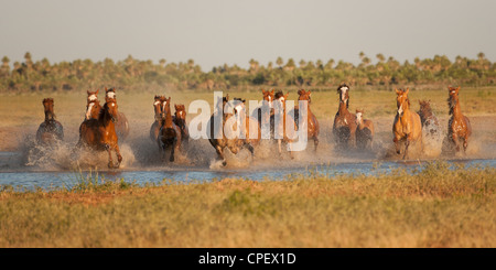 Criollo Pferde Wilder wilder Cowboy Südamerika Stockfoto