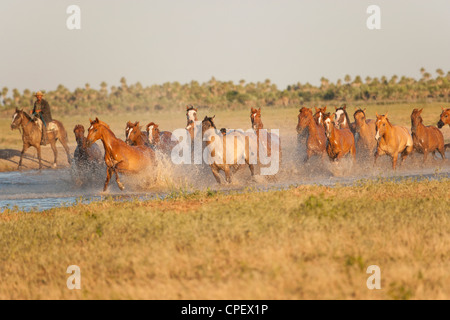 Criollo Pferde Wilder wilder Cowboy Südamerika Stockfoto