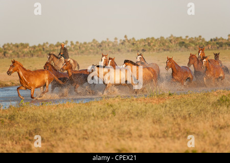 Criollo Pferde Wilder wilder Cowboy Südamerika Stockfoto