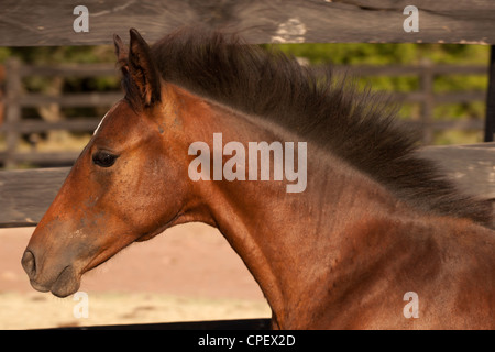 Criollo Pferde Wilder wilder Cowboy Südamerika Stockfoto