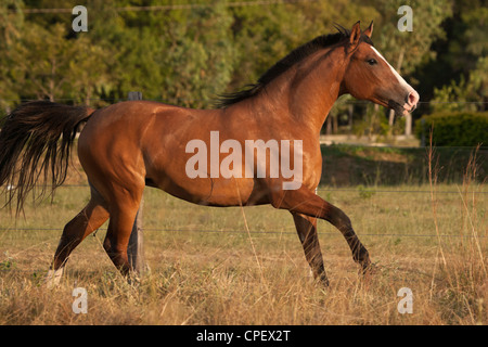 Criollo Pferde Wilder wilder Cowboy Südamerika Stockfoto