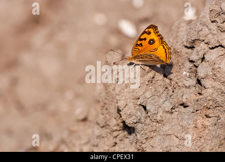 Peacock Stiefmütterchen, Iunonia Almana, Schmetterling sitzt auf getrockneten Schlamm mit beiden Flügeln mit Fokus Hintergrund und Kopie Speicherplatz Stockfoto