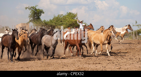 Criollo Pferde Wilder wilder Cowboy Südamerika Stockfoto