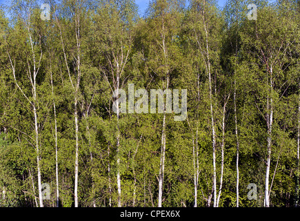 Birke Betula Pendel Stockfoto