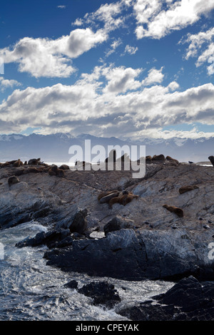 Südamerikanischen Seelöwen-Kolonie im Beagle-Kanal, Feuerland, Argentinien Stockfoto