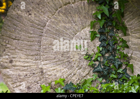 Hedera Helix auf einem Stein Ammoniten-Skulptur wächst. Stockfoto
