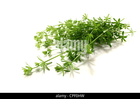 frische grüne Labkraut mit Blättern auf einem hellen Hintergrund Stockfoto