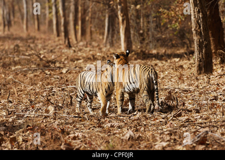 Pandharponi Tigerin kuschelte ihr junges im Wald von Tadoba, Indien. (Panthera Tigris) Stockfoto