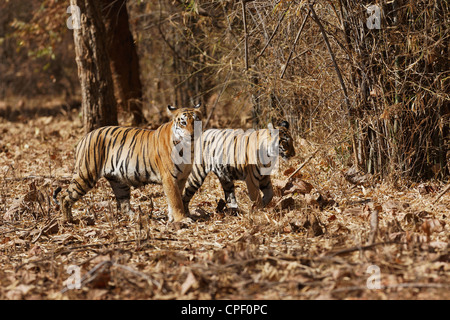 Pandharponi Tigerin und ihr junges im Wald von Tadoba, Indien. (Panthera Tigris) Stockfoto