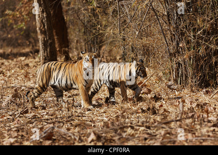 Pandharponi Tigerin und ihr junges im Wald von Tadoba, Indien. (Panthera Tigris) Stockfoto