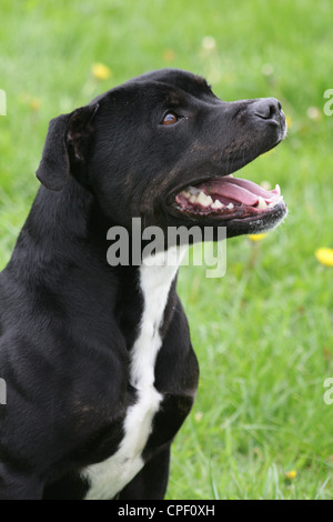Schwarze Staffordshire Bullterrier Stockfoto