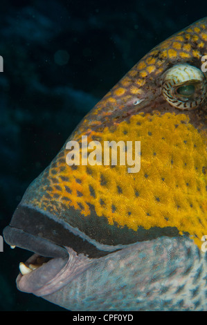 Gesicht der Drückerfisch auf den Malediven Stockfoto