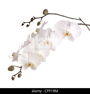 Phalaenopsis-Orchideen Stockfoto