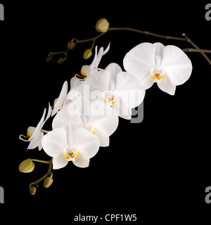 Pearly weißen Phalaenopsis-Orchideen Stockfoto