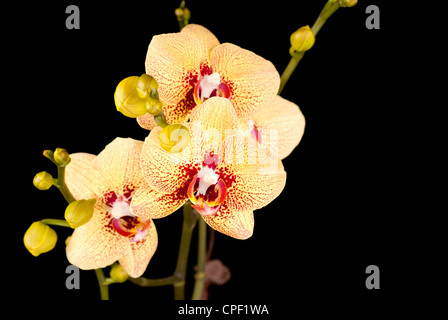 Royale gelb Phalaenopsis-Orchideen Stockfoto