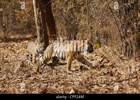 Pandharponi Tigerin bewegt sich ihr junges in den Wald von Tadoba, Indien. (Panthera Tigris) Stockfoto