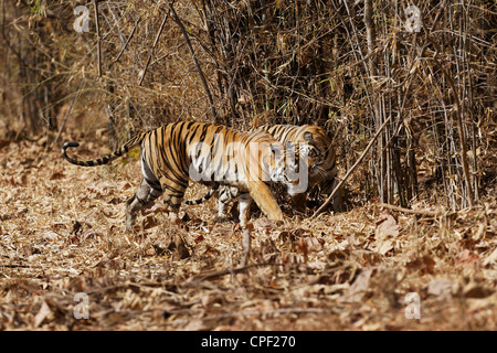 Pandharponi Tigerin kuschelte ihr junges im Wald von Tadoba, Indien. (Panthera Tigris) Stockfoto