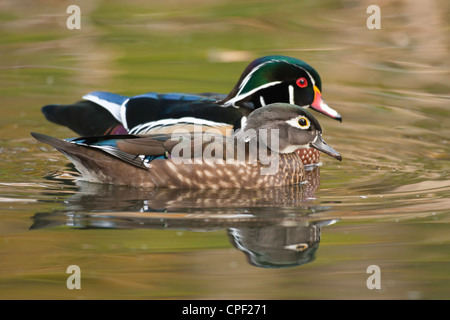 Brautente paar am Teich-Victoria, British Columbia, Kanada. Stockfoto