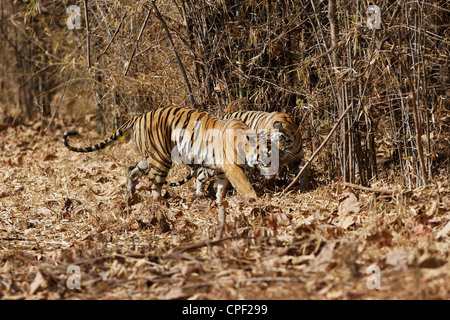 Pandharponi Tigerin kuschelte ihr junges im Wald von Tadoba, Indien. (Panthera Tigris) Stockfoto