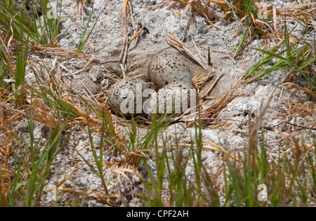 Amerikanische Säbelschnäbler (Recurvirostra Americana) Eiern drei am Nest im Sommer See Wildlife Area, Oregon, USA im Juni Stockfoto