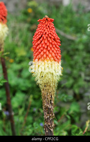 Rote heiße Poker Blume Uk Stockfoto