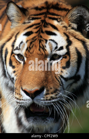 In der Nähe auf und persönliche Bild eines Tigers Stockfoto