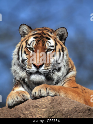 Der Tiger (Panthera tigris) in Nahaufnahme Stockfoto