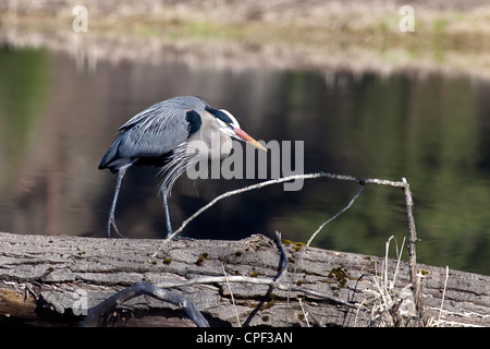 Ein Great Blue Heron geht auf einem schmalen Baumstamm durch das ruhige Wasser. Stockfoto