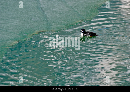 Der Barrow schellente (bucephala Islandica) Ernährung im unteren Wasservögel See als das Eis schmilzt, Banff National Park, Alberta, Kanada Stockfoto