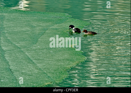 Der Barrow schellente (bucephala Islandica) Ernährung im unteren Wasservögel See als das Eis schmilzt, Banff National Park, Alberta, Kanada Stockfoto