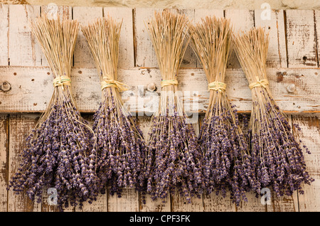 Trockene Zweige Lavendel hängen an einer Tür, Le Castelet, Var, Provence, Frankreich Stockfoto