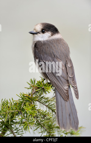 Grau Jay (Perisoreus canadensis), E.C. Manning Prov Park, BC, Kanada, Stockfoto