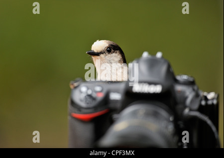 Grau Jay (Perisoreus canadensis) auf einer Nikon Kamera thront, E.C. Manning Prov Park, BC, Kanada Stockfoto