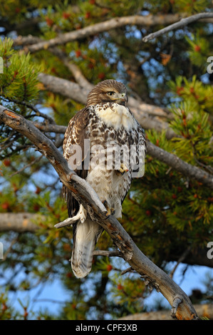 Red-tailed Hawk (Buteo Jamaicensis) Juvenile Muster, Yellowstone National Park, Wyoming, USA Stockfoto