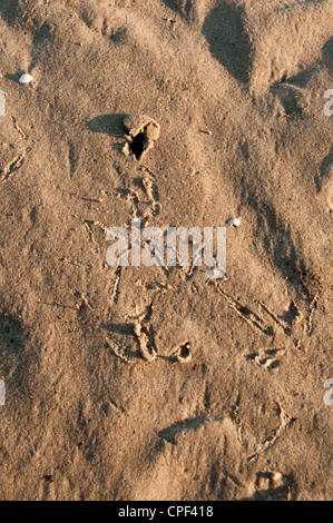 Vogel-Tracks auf Sand am Strand von Nairn Stockfoto