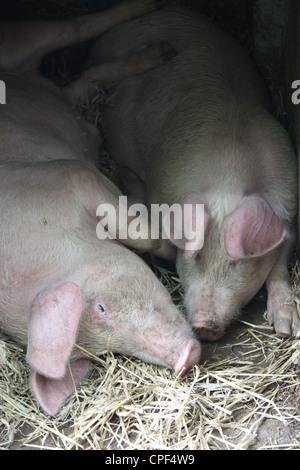 Stammbaum walisischen Schweine Stockfoto